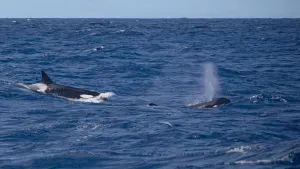 Bremer Bay Orca Experience